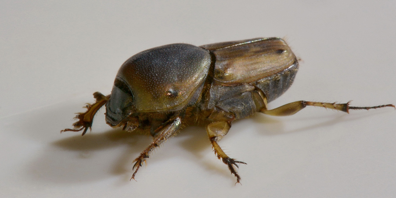 Scarabaeidae, Euoniticellus fulvus